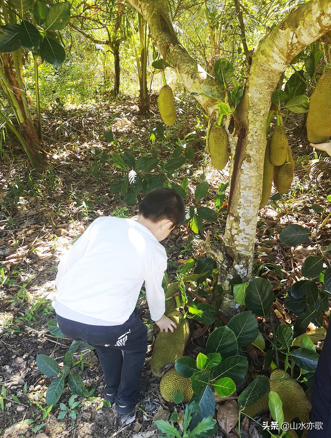石家庄自驾海南旅游攻略,石家庄到海南三亚自驾游最佳路线