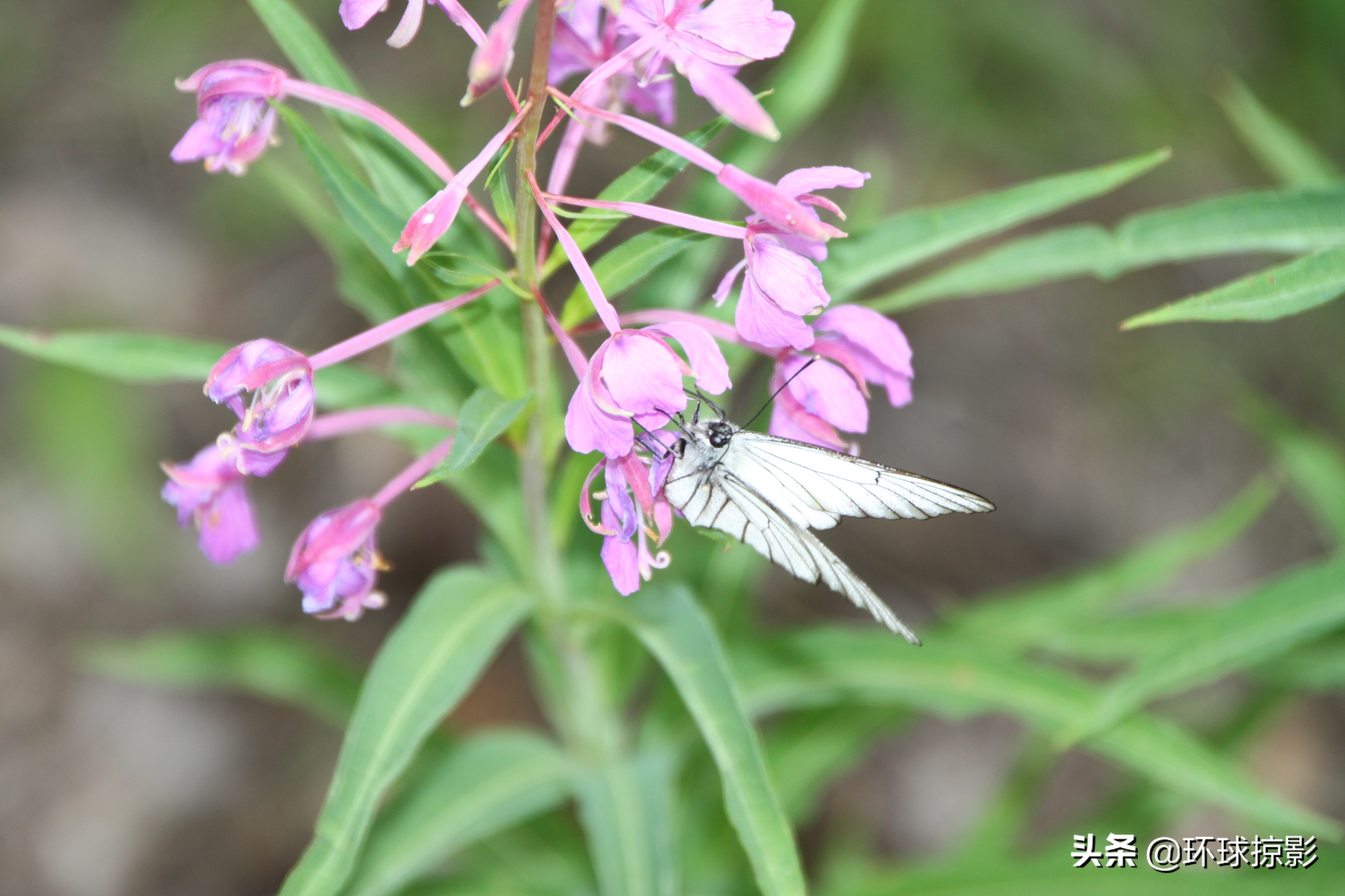 8月份漠河,呼伦贝尔8月中旬
