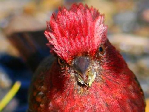 漂亮的酒红朱雀,酒红朱雀最漂亮的一款