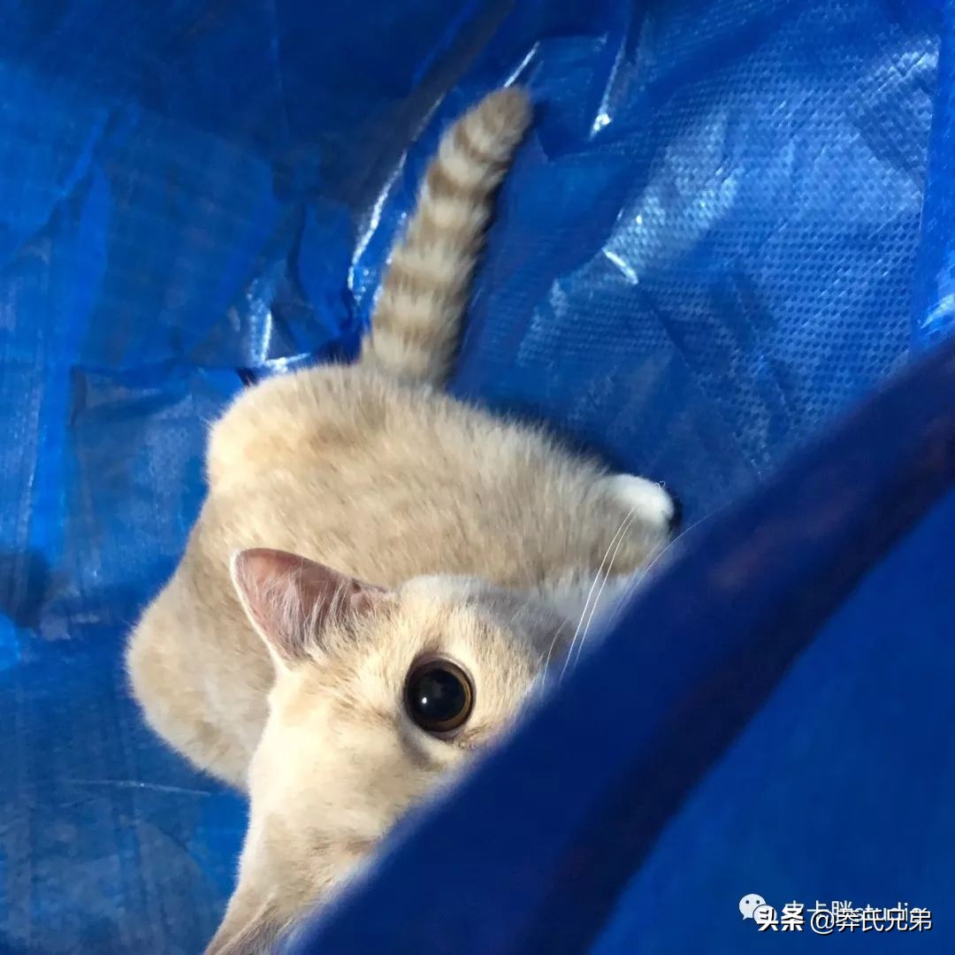 可爱小奶猫刚生出成长日记,一只小奶猫的成长过程