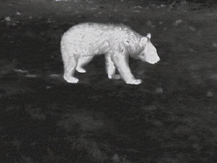 热成像怎么看周围野猪视频,野猪可以用热成像探测到吗
