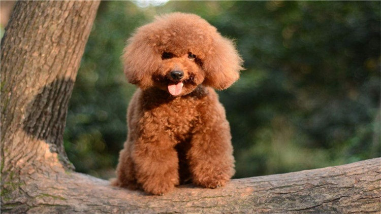 如何帮泰迪度过尴尬期,如何给泰迪立规矩