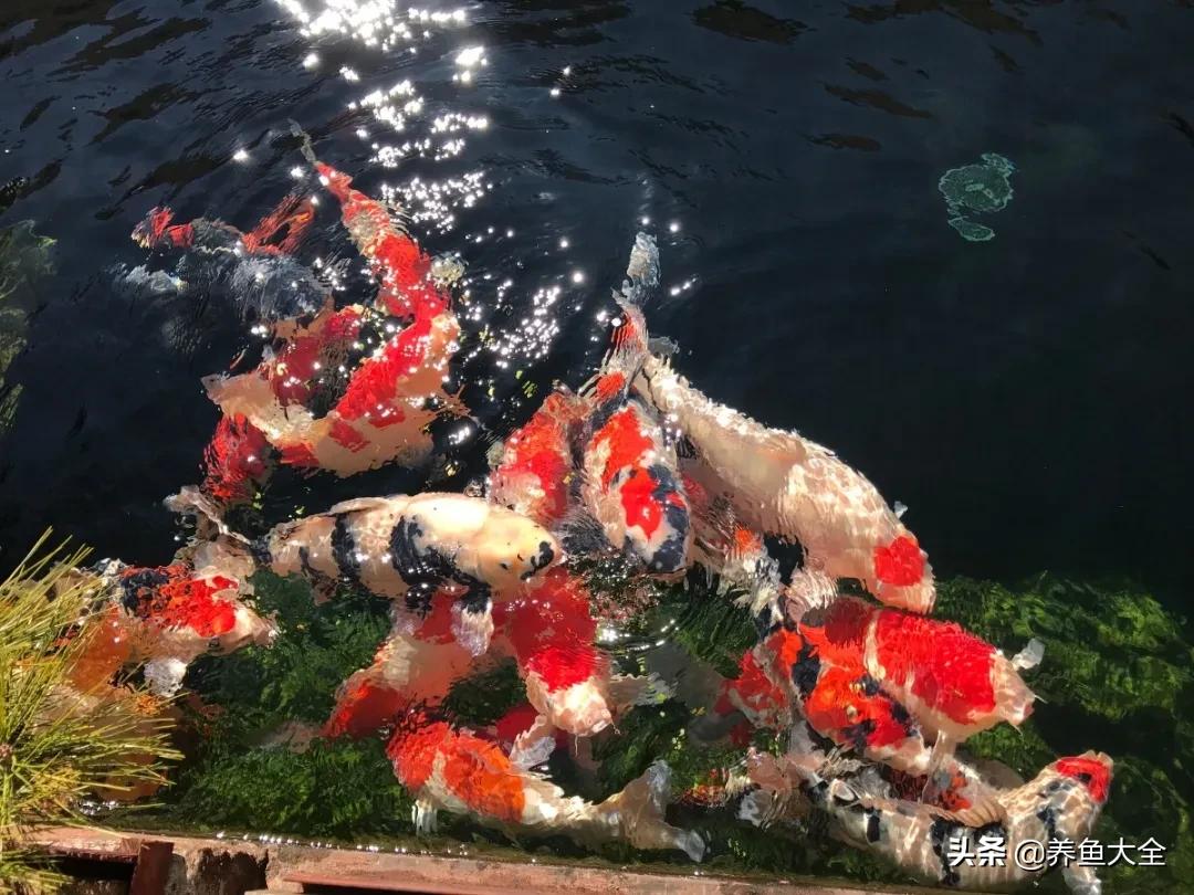 新手养的锦鲤不吃食,锦鲤不养了怎么处理掉