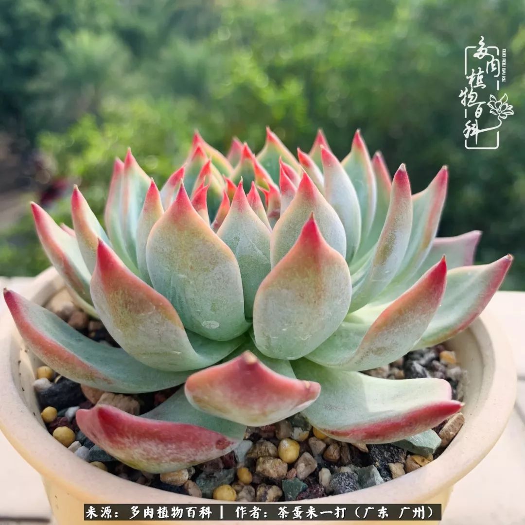 在冬日阳光下，记一个多肉小白的养肉历程