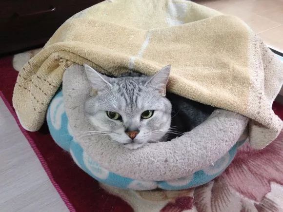 猫突然猝死是什么原因,什么会使猫急性死亡