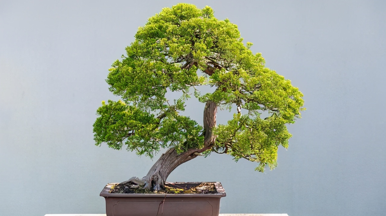 沙子可以代替火山岩养花,君子兰用火山岩好还是粗河沙好