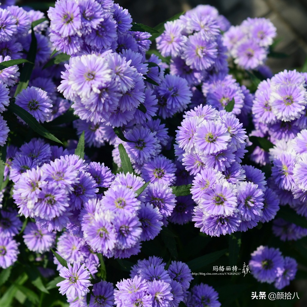 扶不起的绿植,扶不起的绿植视频