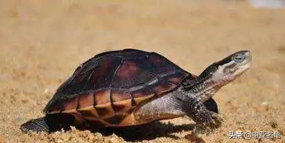 为什么同一品种的石金钱龟打架,石金钱龟是保护动物吗