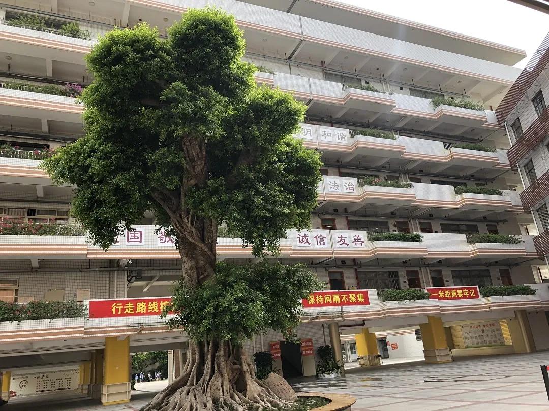 新安九年一贯制学校,黑马学校怎么样了