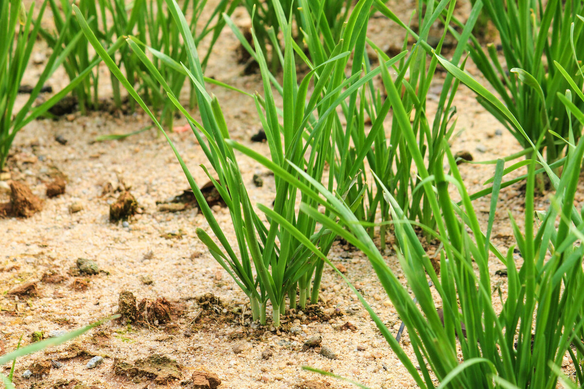 韭菜毒农药超标视频,韭菜农药有多厉害