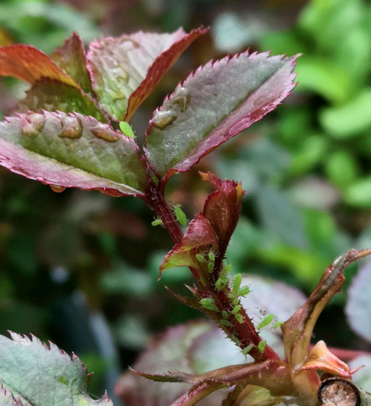 月季花长了虫子怎么处理,月季花上有绿色的小虫子怎么处理