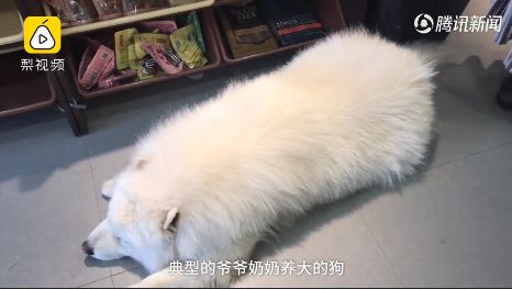 爷爷奶奶养的狗胖出糖尿病狗子怒减10斤控制血糖