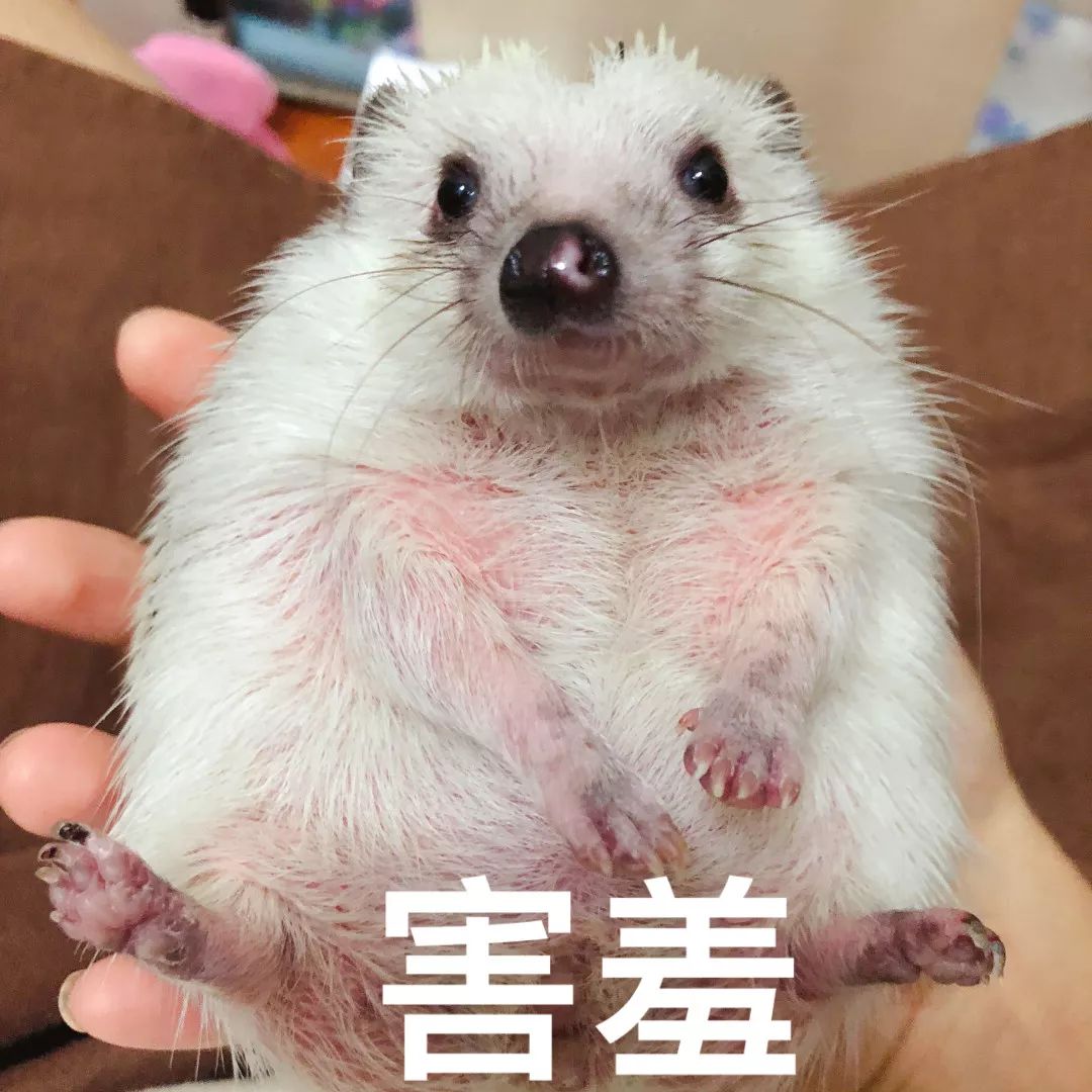 一只鸭子一万五元,一只鸭子一万多