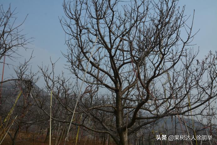 大樱桃枝叶过密怎么处理,大樱桃整形修剪中存在的问题