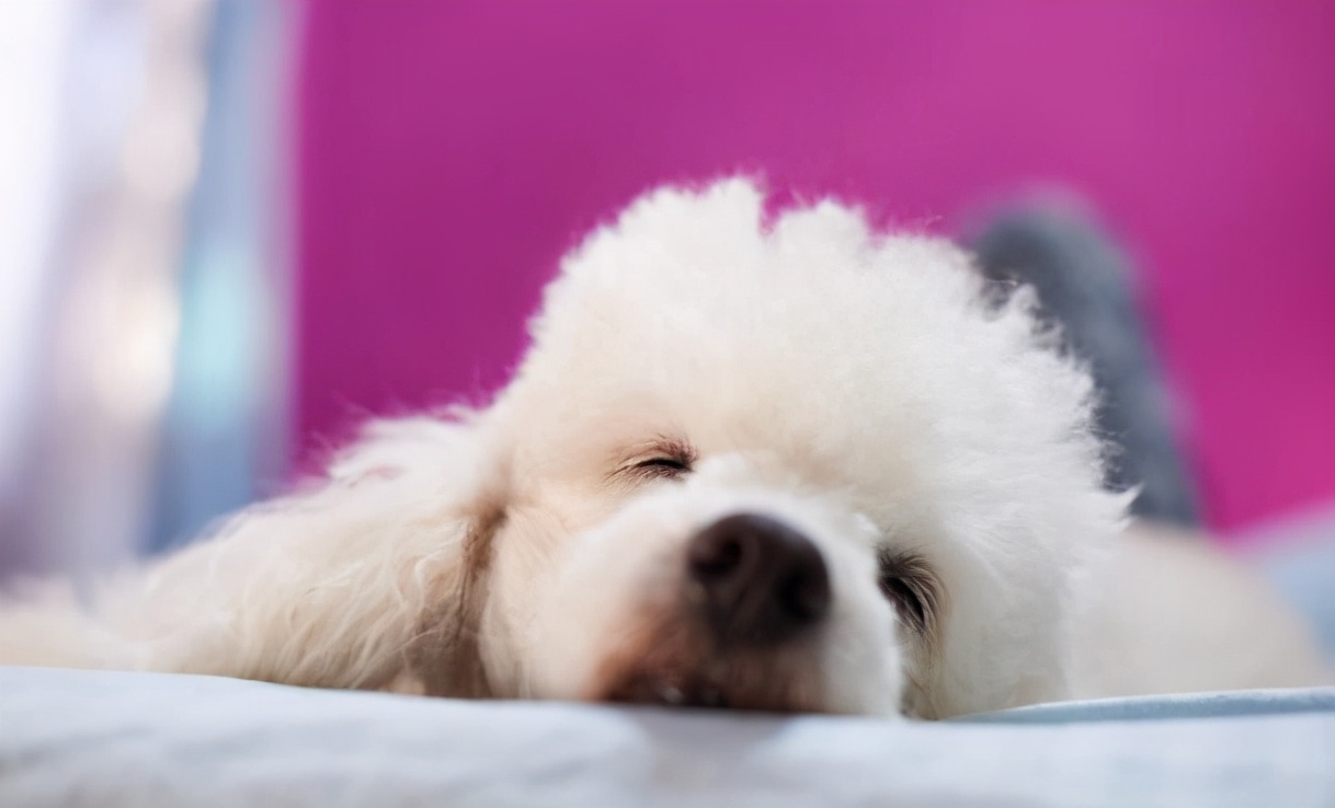 犬缺乏碳水化合物有什么后果,贵宾犬营养不良怎么办