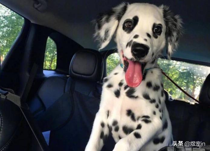 小区狗狗随处大小便怎么办,怎么让狗狗不随地大小便教程