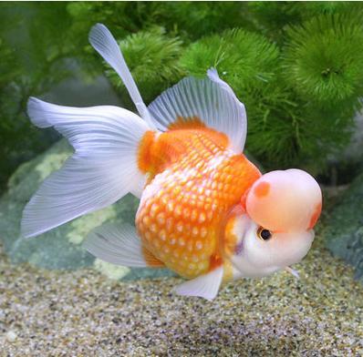 怎么知道鱼缸硝化细菌群建立了,鱼缸长绿藻是硝化细菌没建立好吗