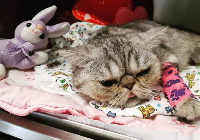 猫咪铲屎官必须知道的事情,猫咪肺部肿瘤症状及治疗方法