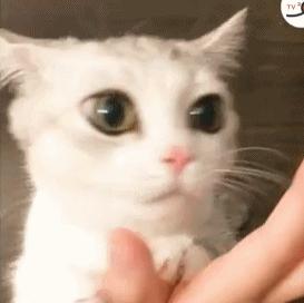 为什么猫咪会舔主人摸过的地方,猫咪舔你的时候代表着什么呢