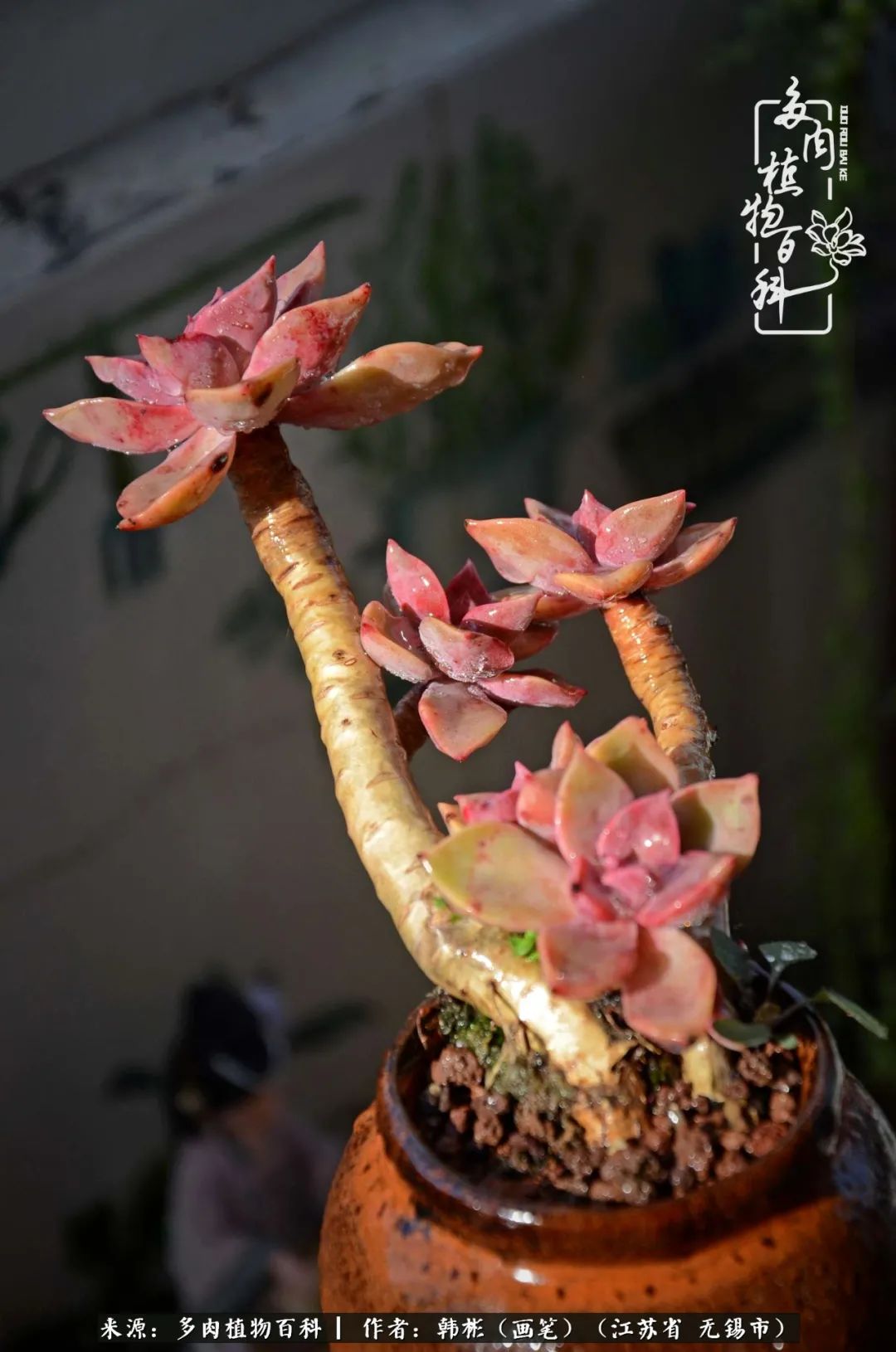 听音乐赏多肉,听音乐赏花赏美景