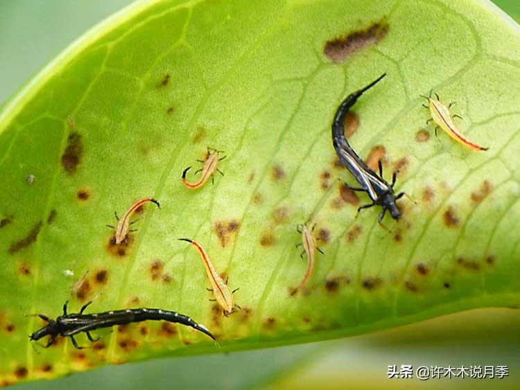 月季春季浇水注意事项图片,养月季注意1点没有黄叶枝繁叶茂