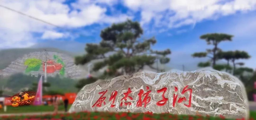 河北百柿酒39度多少钱一瓶,白柿酒