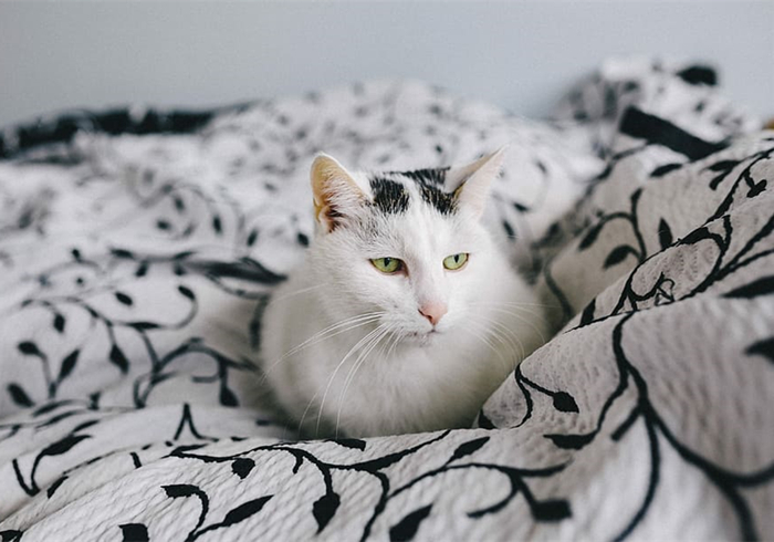 猫咪体检预约难还怕错过？学会七种方法，在家也能为爱猫检查身体