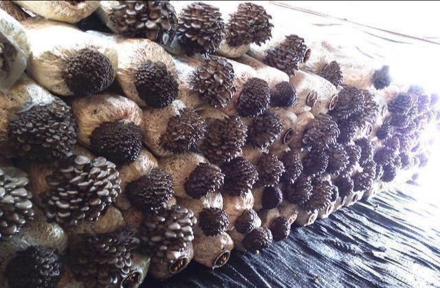 平菇头茬菇畸形是什么原因,平菇畸形的原因