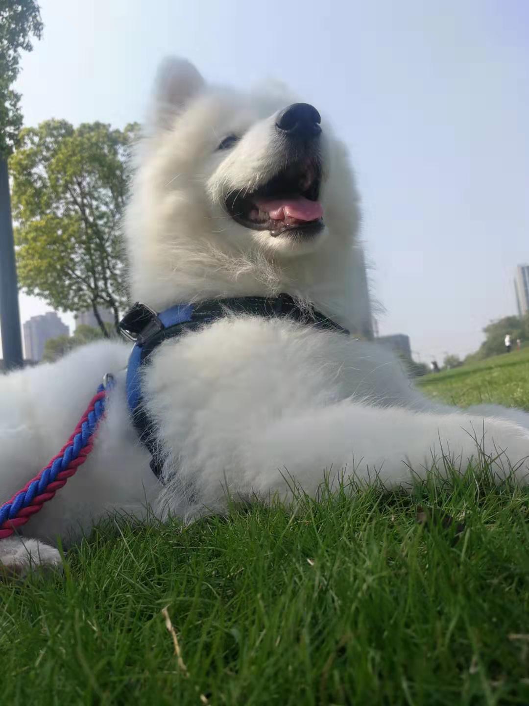 萨摩耶为什么不认主人,萨摩耶为什么不愿意抱猫