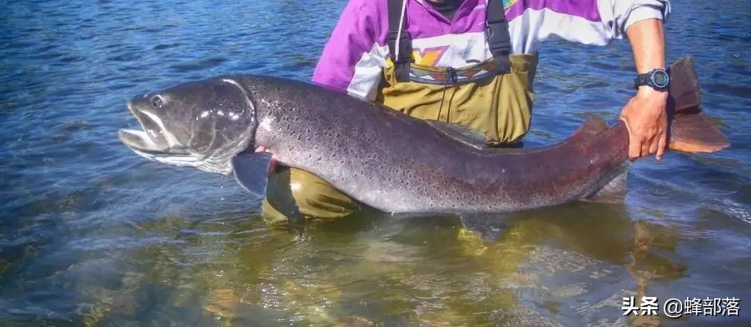 养殖什么小型鱼能赚钱,2021年鱼塘养殖什么鱼最赚钱呢