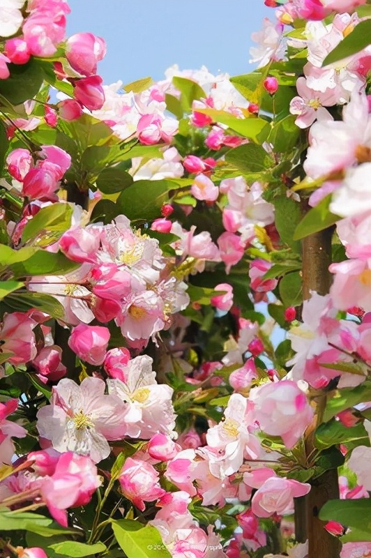 描写绚丽海棠的优秀段落,描写春天垂海棠的语句