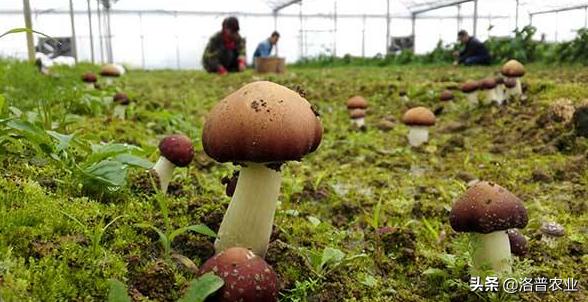 2021种植什么最好赚钱,现在种植什么最赚钱趋势最好