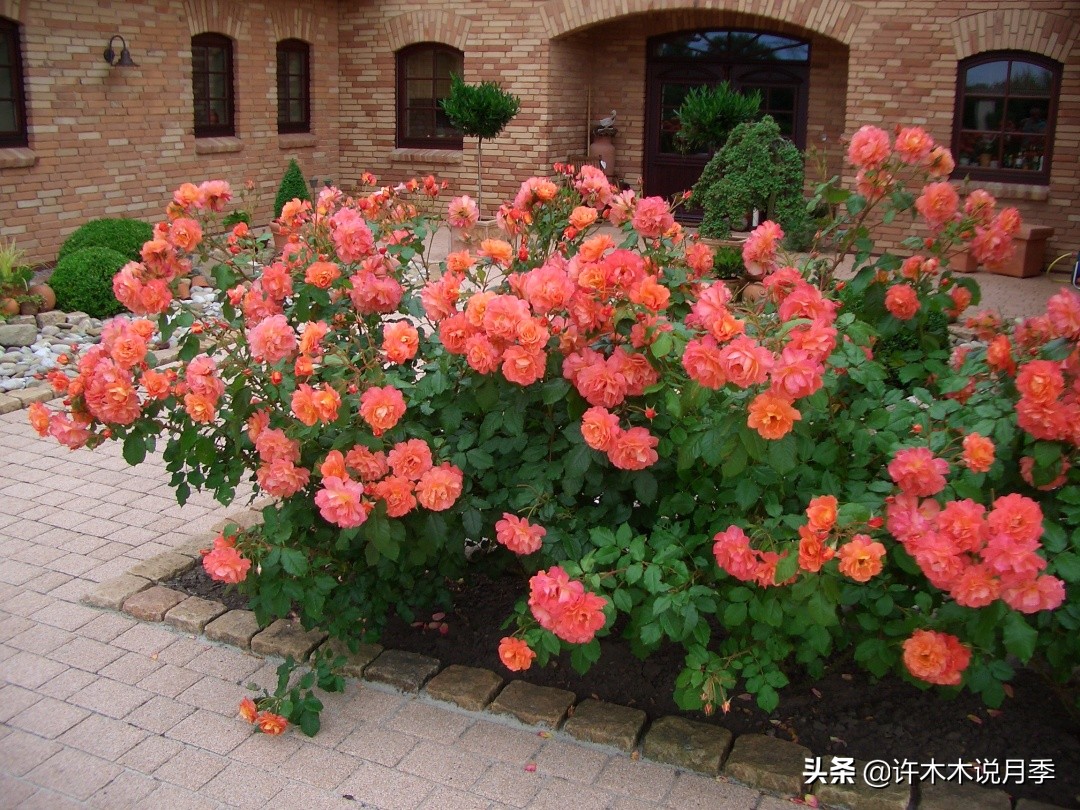 抗性强无刺月季蔷薇品种有哪些,抗性好的切花月季推荐