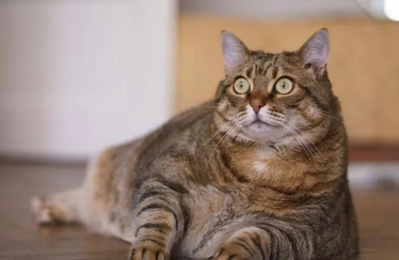 主人嫌猫咪太掉毛把毛剃了,主人以为橘猫很胖结果喂得少