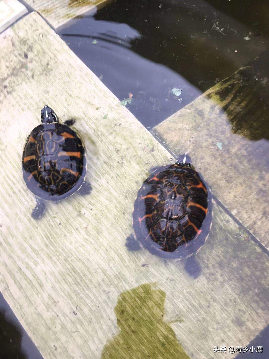 龟池里出现白色虫子,龟身上有白色的虫子怎么办