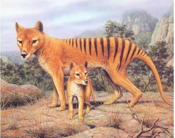 地球会出现更厉害的物种吗,地球上前几次人类是怎样灭绝的