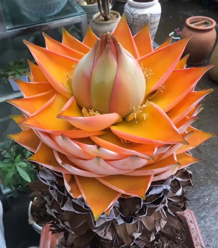 什么花放在家里最好看最实用,放家里风水好又好养的花有哪些