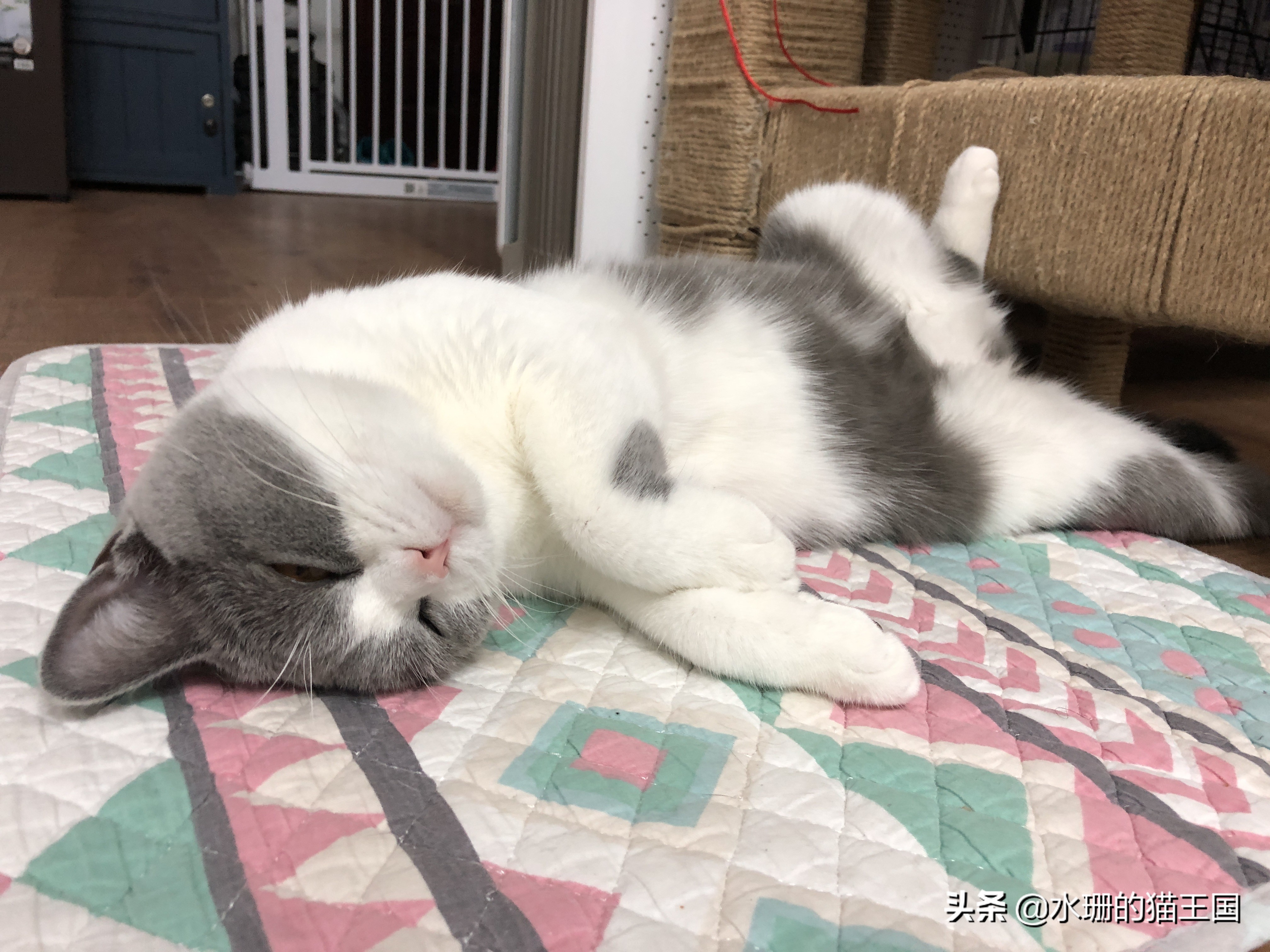 猫咪中暑的症状及治疗方法,猫咪中暑了怎么办最快解决方法