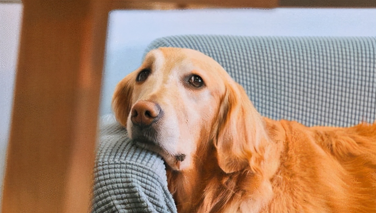 金毛身上很臭怎么办,金毛身上很臭怎么处理