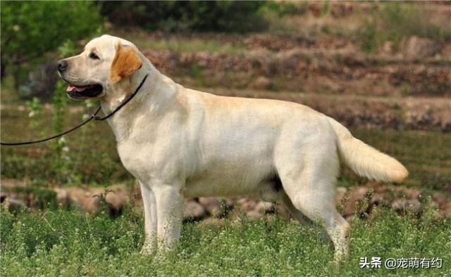 炎热的夏季如何防止狗狗中暑,拉布拉多狗狗多高的温度会中暑