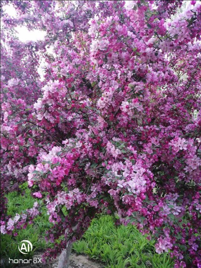 减河公园,减河公园的视频