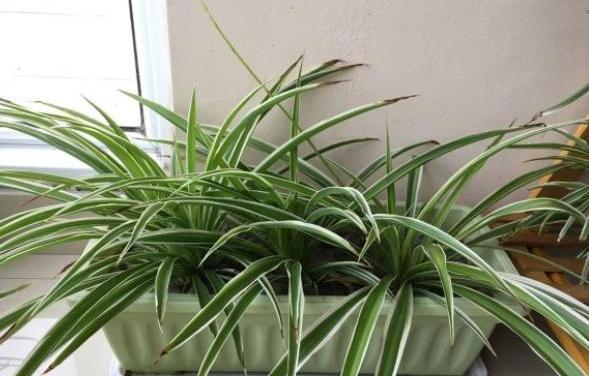 给吊兰换盆时同时可以修根剃头吗,给吊兰施肥怎么做