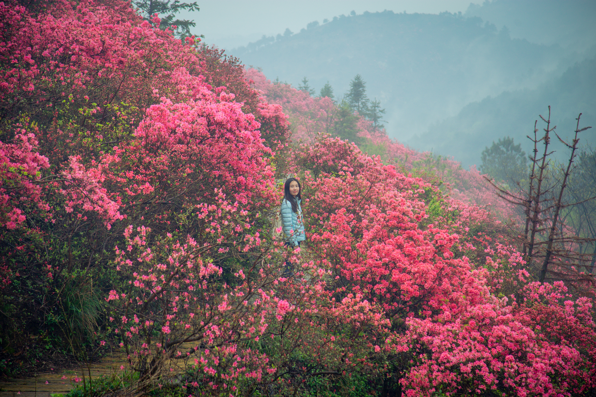 云雾山万亩红杜鹃,云雾山万亩映山红