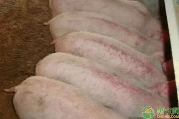 猪身上有出血点怎么治用什么药治,猪喘气厉害身上有出血点