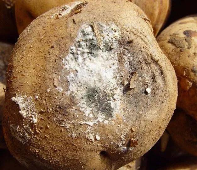 马铃薯的地下害虫有哪些,马铃薯种植技术及病虫害防治