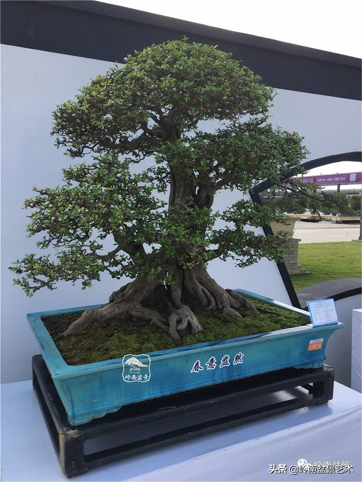 盆景结顶的形式,最好的盆景结顶方法