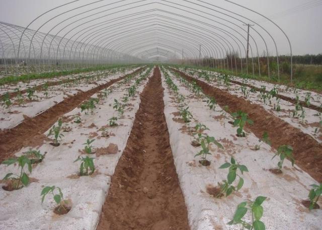 大棚辣椒的高产栽培技术,大棚辣椒高产的种植管理方法
