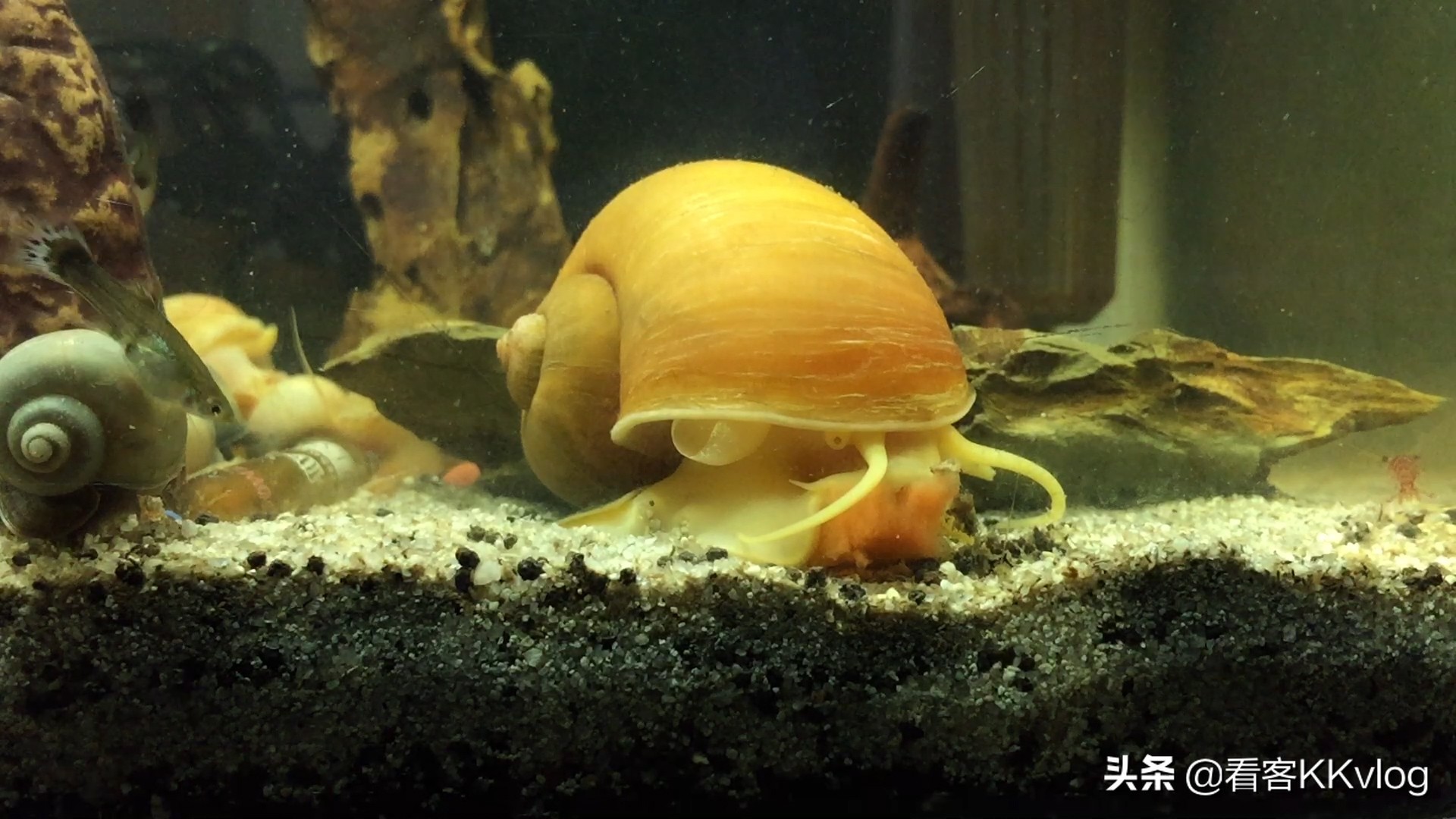 缸壁除藻能力最强的螺排名,哪种螺除藻效果好不乱繁殖