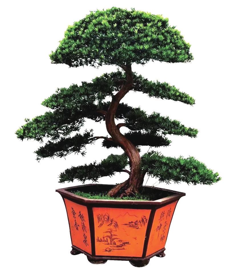 盆景产业现状,中国最大盆景产业基地