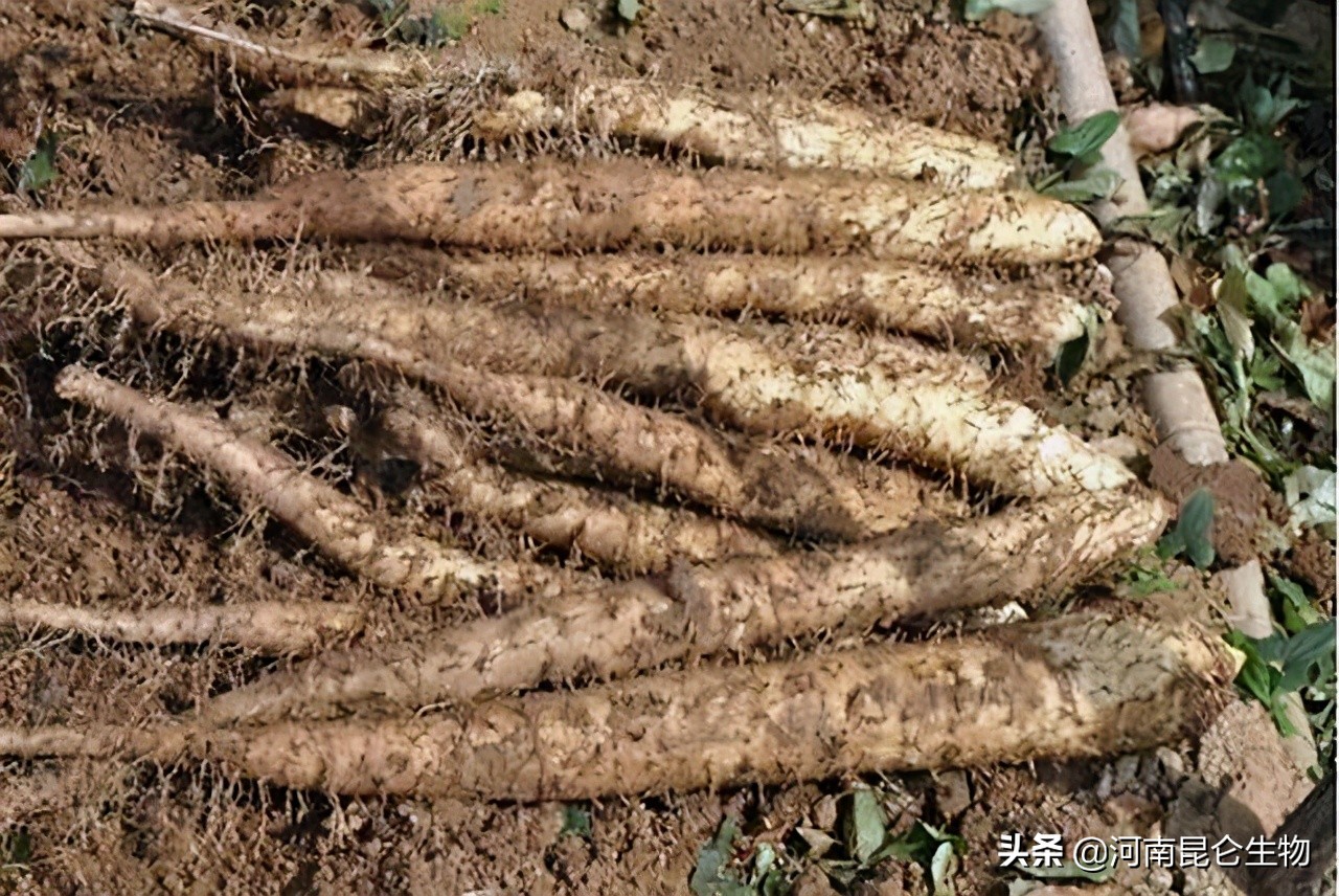 山药枯萎黄萎病怎么办？烂根病用什么药效果好？黄叶死苗怎样处理